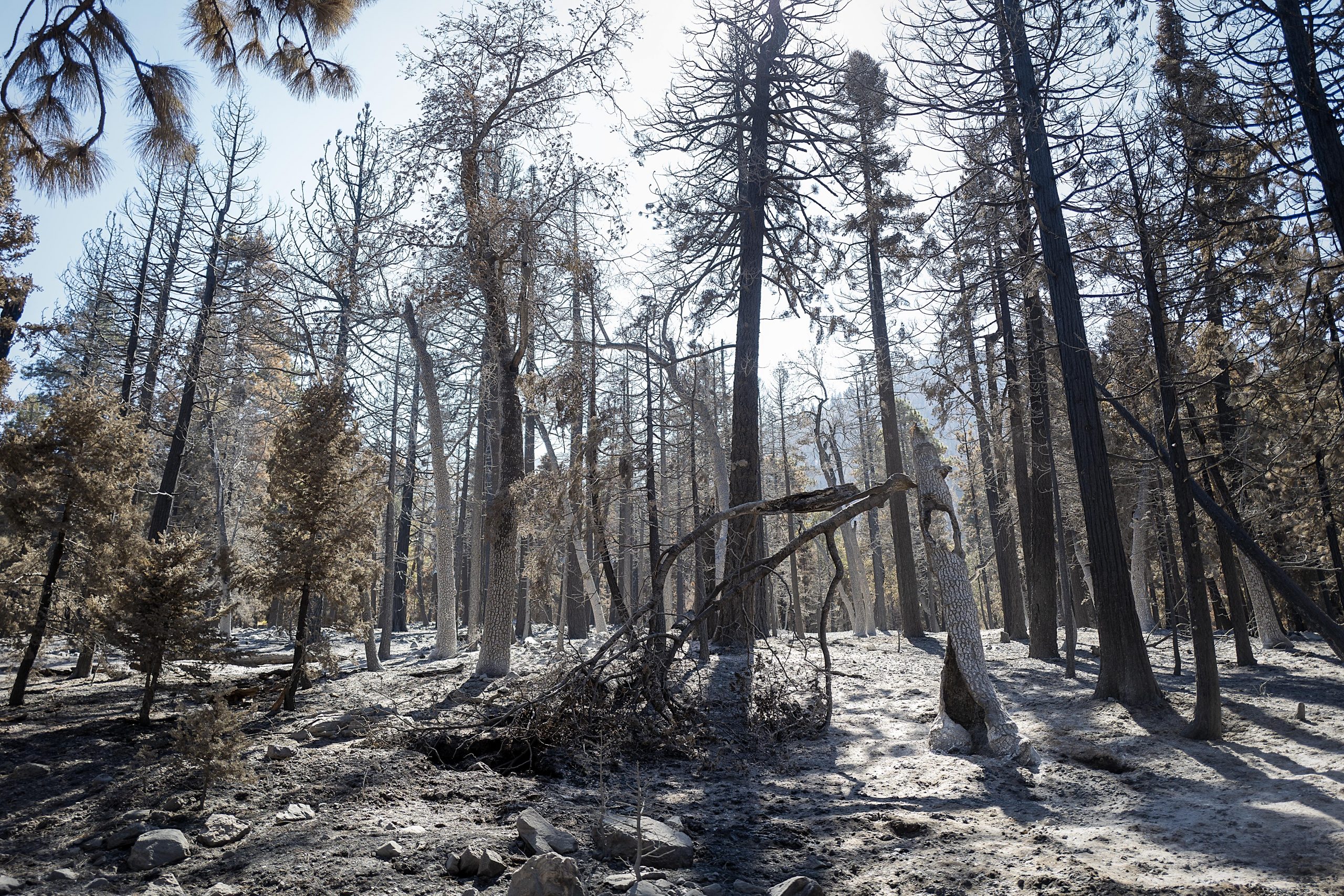 Wildfire damage in natural forest land.