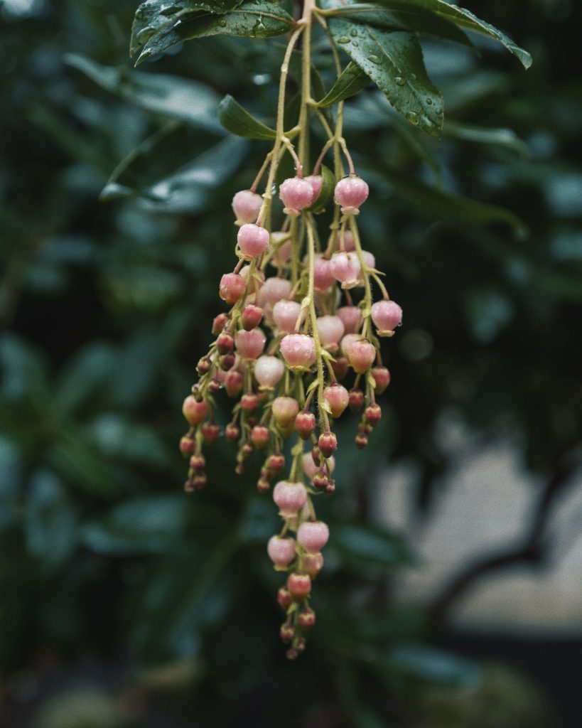 A closeup photo of seed pods in the rain