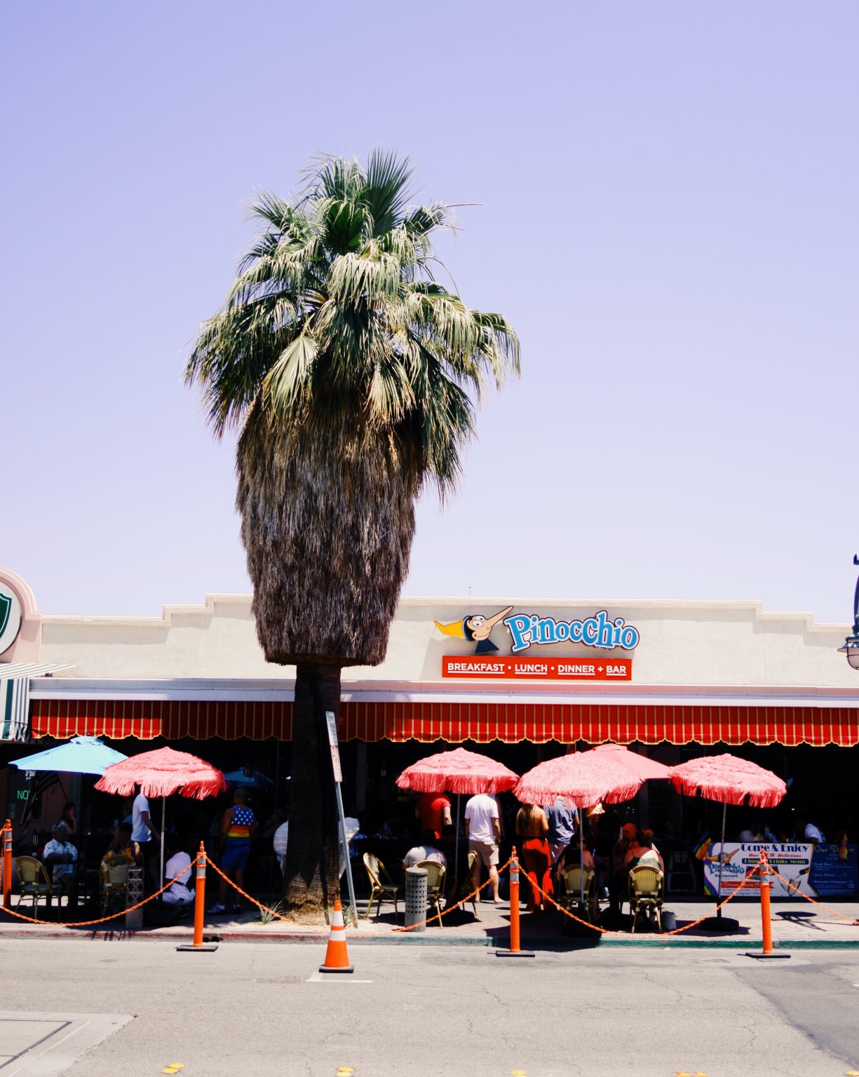 Palm Springs palms - Matt Lara