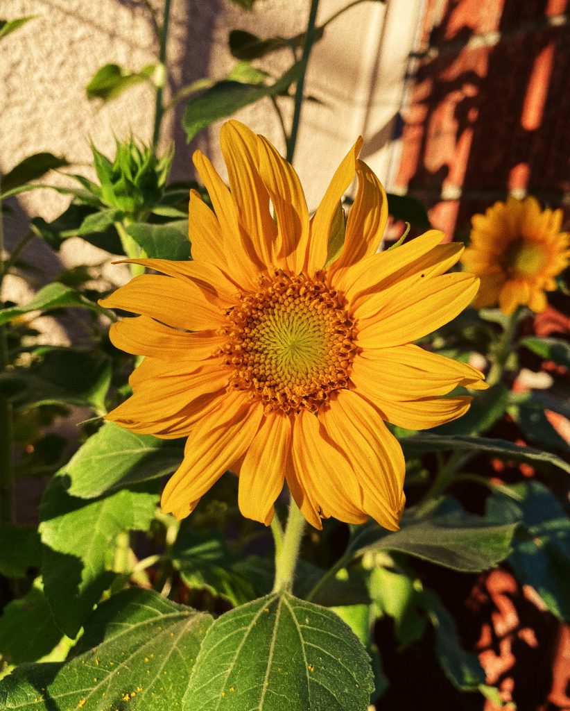 Closeup of a yellow sunflower.