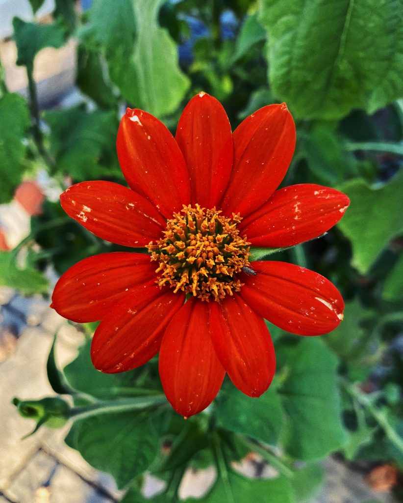 A closeup of a red sunflower.